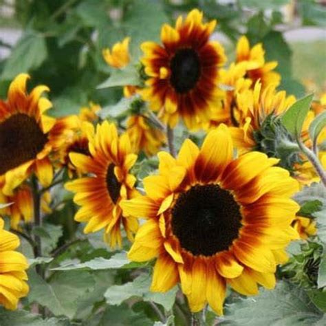 Sunflowers Galore: The Magic Roundabout's Vibrant Transformation